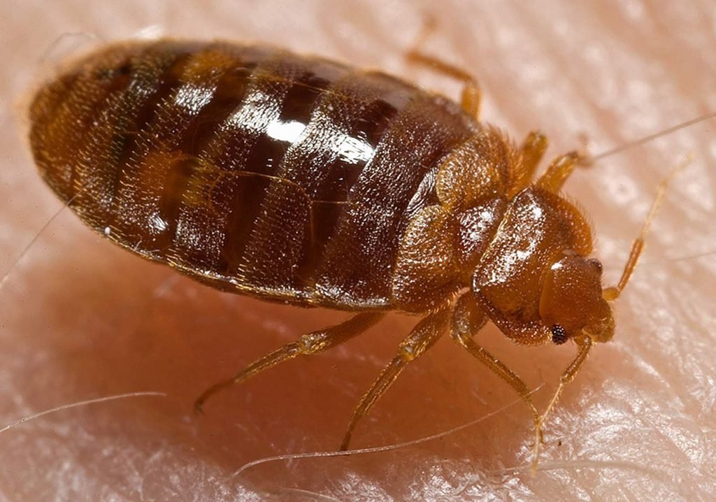 bed bug control sacramento