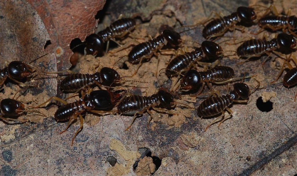 sacramento termite and pest control