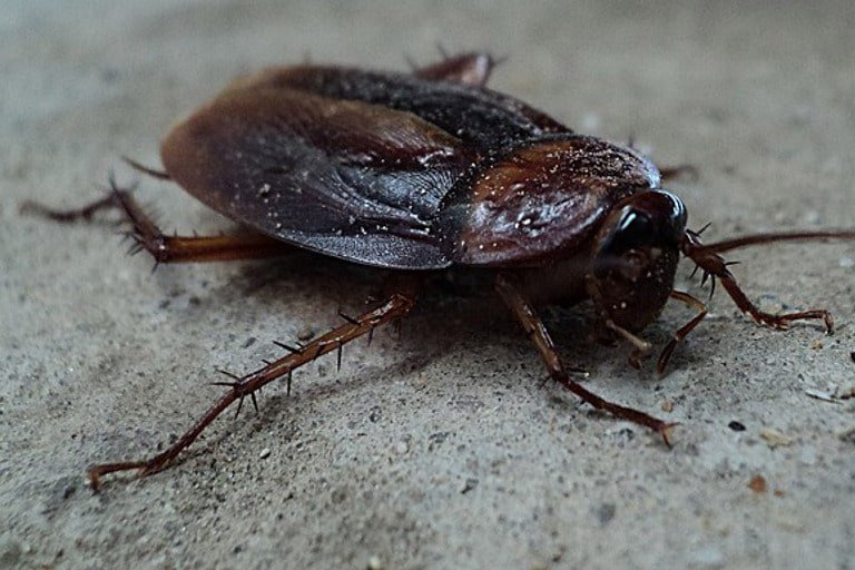 cockroach exterminator sacramento ca