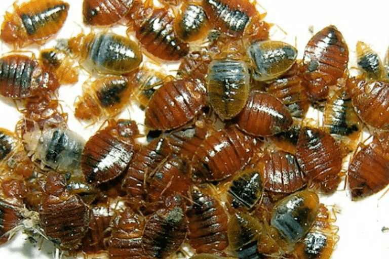 roach control sacramento ca