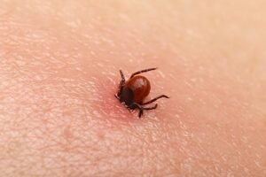 tick pest control treatments